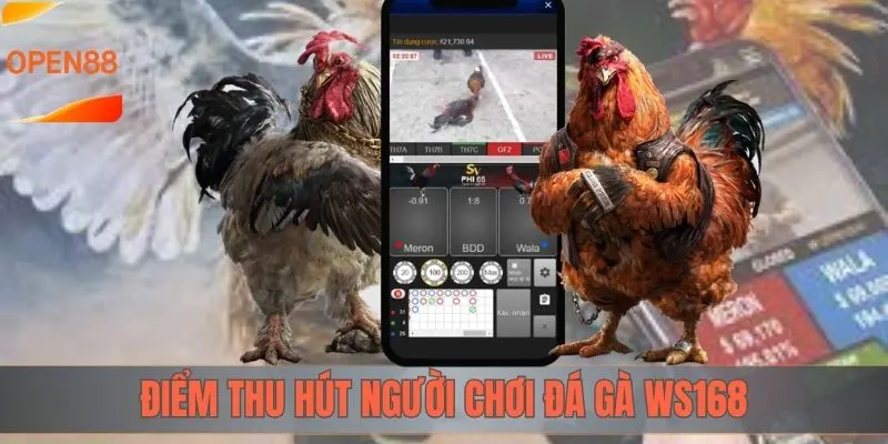 Những điểm thu hút người chơi đá gà WS168 tại OPEN88